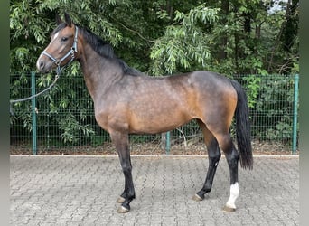 Hanovrien, Jument, 3 Ans, 162 cm, Bai