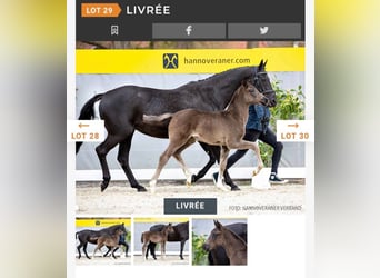 Hanovrien, Jument, 3 Ans, 162 cm, Noir