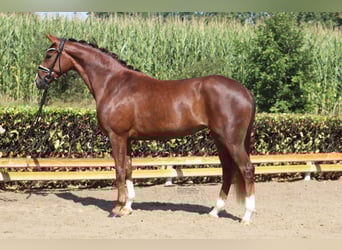 Hanovrien, Jument, 3 Ans, 163 cm, Alezan brûlé