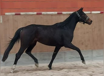 Hanovrien, Jument, 3 Ans, 163 cm, Bai brun