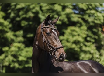 Hanovrien, Jument, 3 Ans, 163 cm, Bai brun foncé