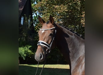 Hanovrien, Jument, 3 Ans, 163 cm, Bai