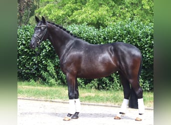 Hanovrien, Jument, 3 Ans, 163 cm, Noir