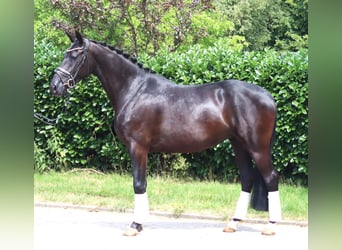 Hanovrien, Jument, 3 Ans, 163 cm, Noir