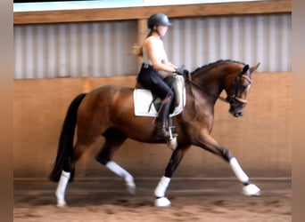 Hanovrien, Jument, 3 Ans, 164 cm, Bai