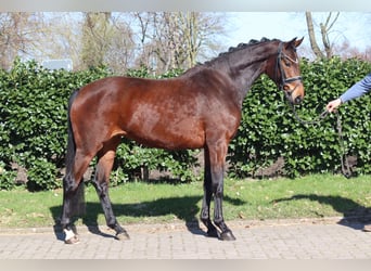 Hanovrien, Jument, 3 Ans, 164 cm, Bai