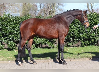 Hanovrien, Jument, 3 Ans, 164 cm, Bai