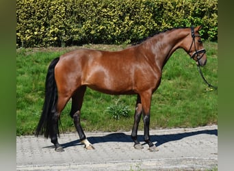 Hanovrien, Jument, 3 Ans, 164 cm, Bai
