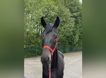 Hanovrien, Jument, 3 Ans, 164 cm, Noir