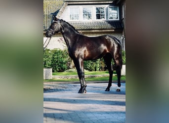 Hanovrien, Jument, 3 Ans, 164 cm, Noir