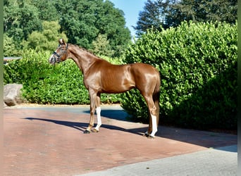 Hanovrien, Jument, 3 Ans, 165 cm, Alezan brûlé