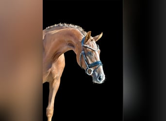 Hanovrien, Jument, 3 Ans, 165 cm, Alezan brûlé