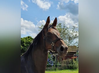 Hanovrien, Jument, 3 Ans, 165 cm, Alezan