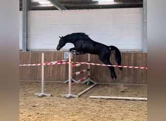 Hanovrien, Jument, 3 Ans, 165 cm, Bai brun foncé