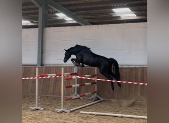 Hanovrien, Jument, 3 Ans, 165 cm, Bai brun foncé