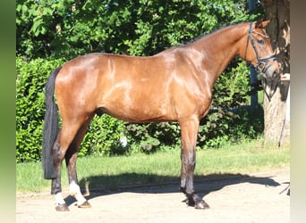 Hanovrien, Jument, 3 Ans, 165 cm, Bai