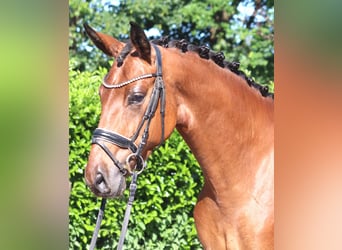 Hanovrien, Jument, 3 Ans, 165 cm, Bai