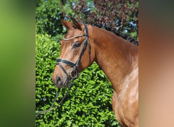 Hanovrien, Jument, 3 Ans, 165 cm, Bai