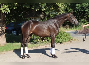 Hanovrien, Jument, 3 Ans, 165 cm, Bai