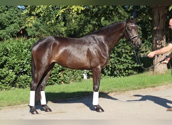 Hanovrien, Jument, 3 Ans, 165 cm, Bai