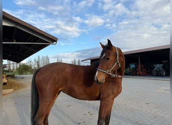 Hanovrien, Jument, 3 Ans, 165 cm, Bai