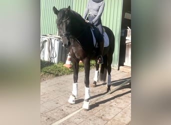 Hanovrien, Jument, 3 Ans, 165 cm, Noir