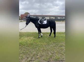 Hanovrien, Jument, 3 Ans, 165 cm, Noir