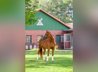 Hanovrien, Jument, 3 Ans, 166 cm, Alezan