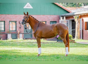 Hanovrien, Jument, 3 Ans, 166 cm, Alezan