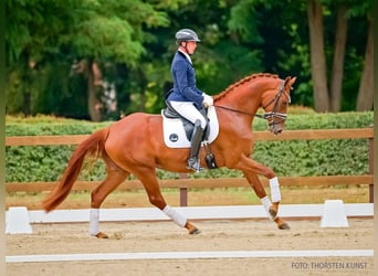 Hanovrien, Jument, 3 Ans, 166 cm, Alezan