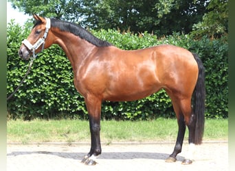 Hanovrien, Jument, 3 Ans, 166 cm, Bai