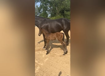 Hanovrien, Jument, 3 Ans, 166 cm, Bai