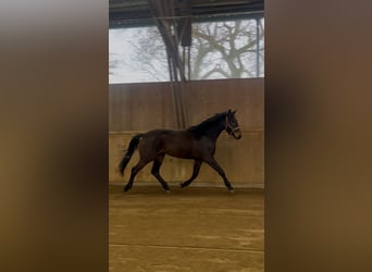 Hanovrien, Jument, 3 Ans, 166 cm, Bai