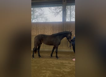 Hanovrien, Jument, 3 Ans, 166 cm, Bai