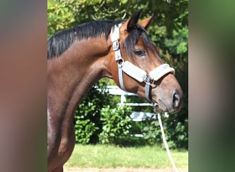 Hanovrien, Jument, 3 Ans, 166 cm, Bai