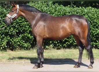 Hanovrien, Jument, 3 Ans, 166 cm, Bai