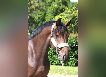 Hanovrien, Jument, 3 Ans, 166 cm, Bai