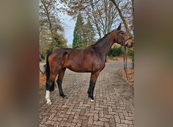 Hanovrien, Jument, 3 Ans, 166 cm, Bai