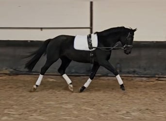 Hanovrien, Jument, 3 Ans, 166 cm, Noir