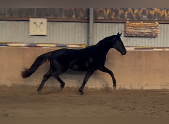 Hanovrien, Jument, 3 Ans, 166 cm, Noir