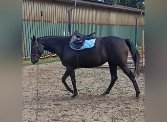 Hanovrien, Jument, 3 Ans, 166 cm, Noir