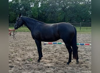 Hanovrien, Jument, 3 Ans, 166 cm, Noir