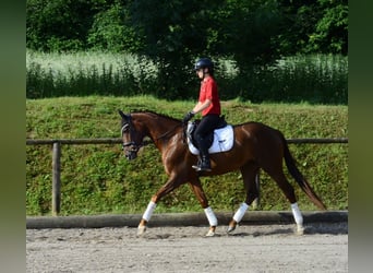 Hanovrien, Jument, 3 Ans, 167 cm, Alezan brûlé