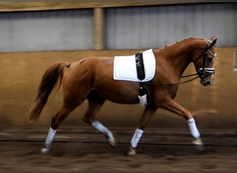 Hanovrien, Jument, 3 Ans, 167 cm, Alezan