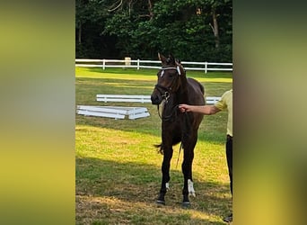Hanovrien, Jument, 3 Ans, 167 cm, Bai brun