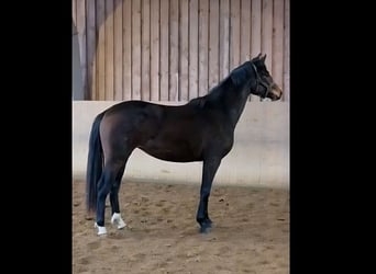 Hanovrien, Jument, 3 Ans, 167 cm, Bai brun