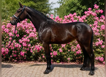 Hanovrien, Jument, 3 Ans, 167 cm, Bai brun