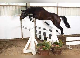 Hanovrien, Jument, 3 Ans, 167 cm, Bai brun