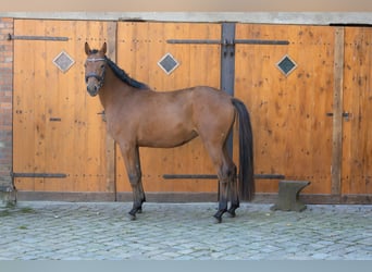 Hanovrien, Jument, 3 Ans, 167 cm, Bai