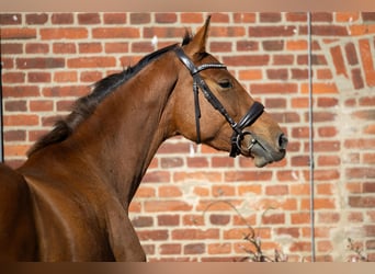 Hanovrien, Jument, 3 Ans, 167 cm, Bai
